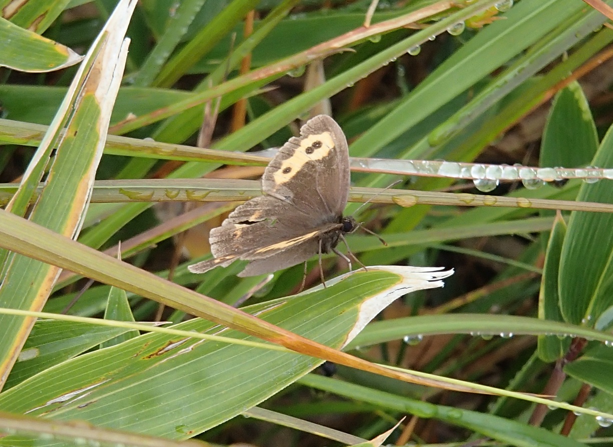 高山蝶のベニヒカゲ。繁殖期後半のため翅が傷ついている