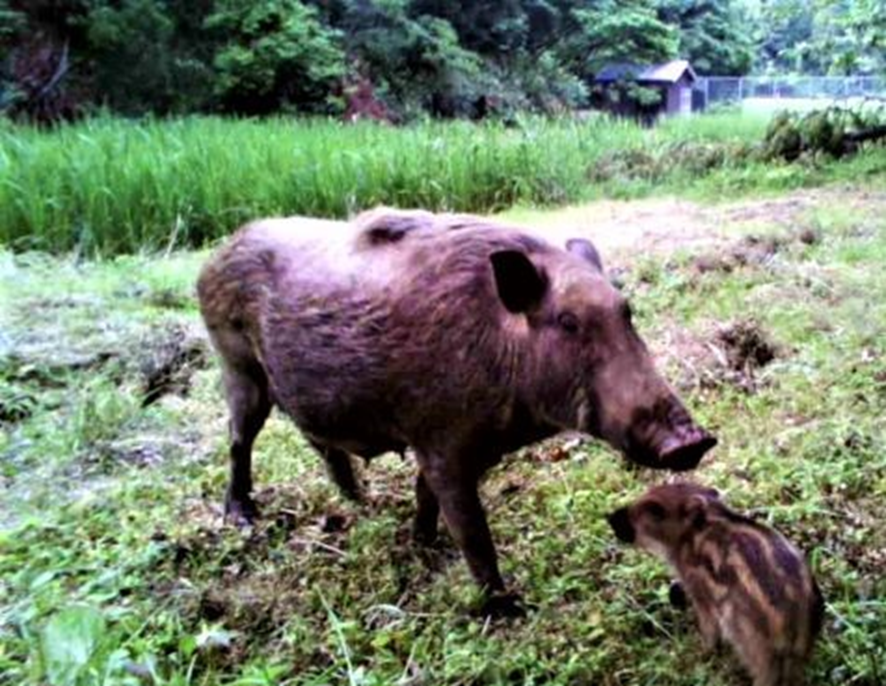 ビオトープに設置した赤外線カメラで撮影されたイノシシの親子