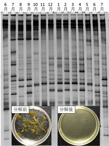 海藻分解菌の群集構造とワカメの分解